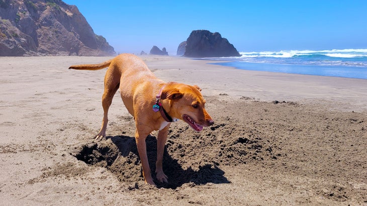 Roo cattle-dog mix