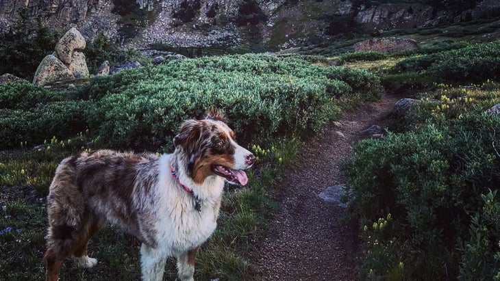 Skye, an Australian Shepherd