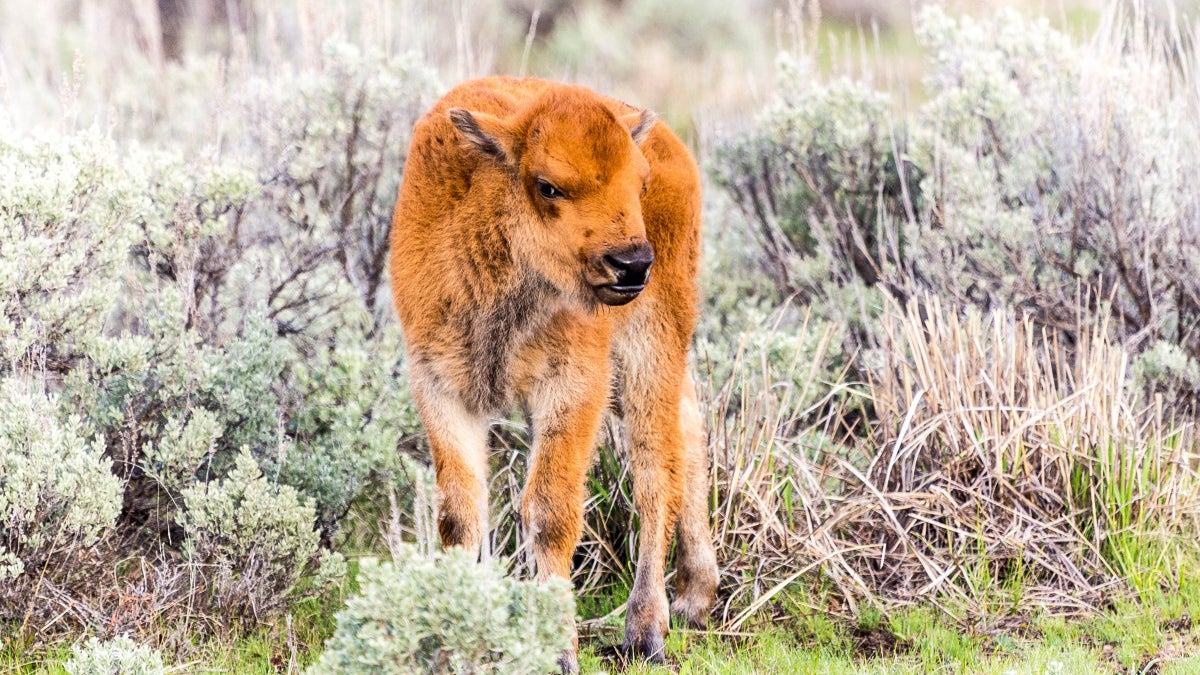 A Yellowstone Visitor Tried to Help a Baby Bison—and Caused Its Death Instead