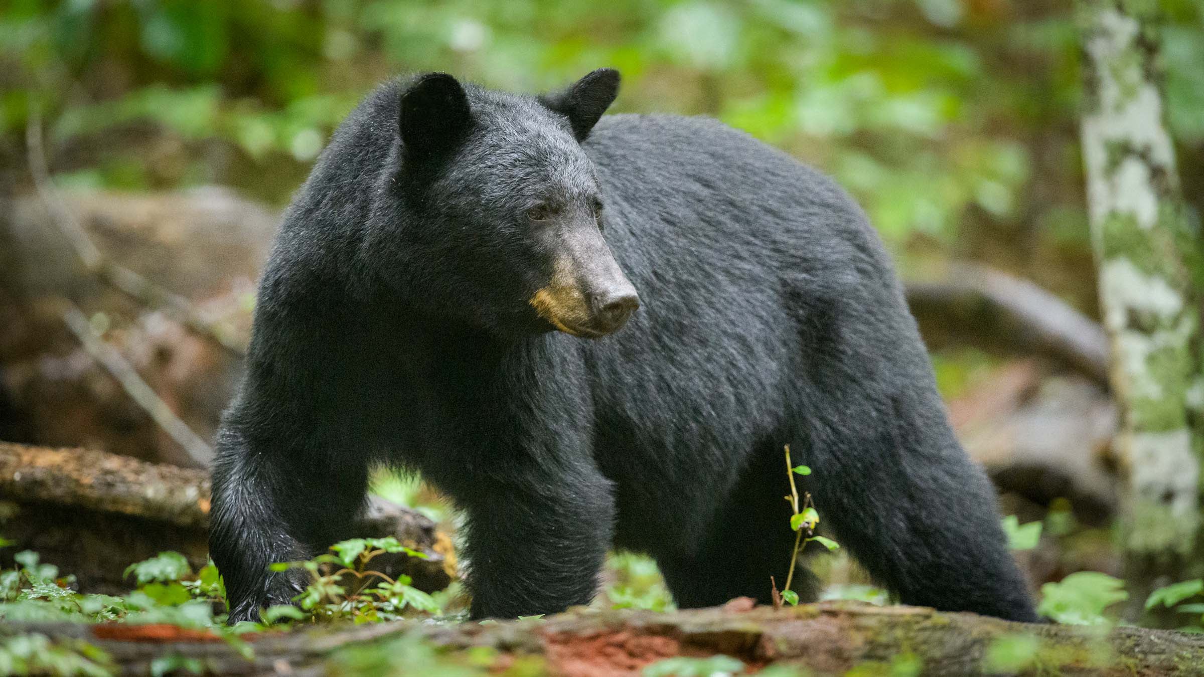 black bear