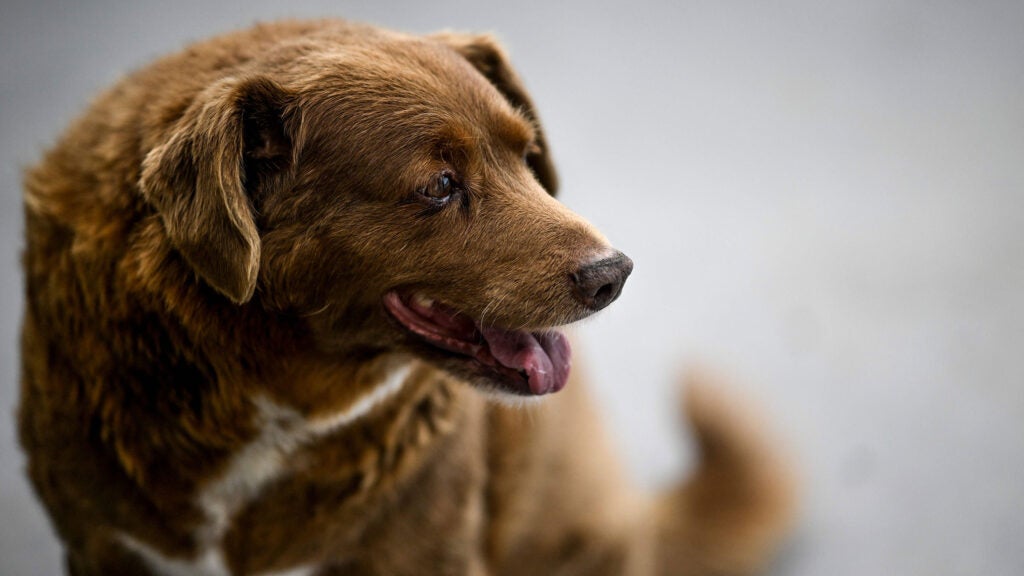 How The World s Oldest Dog Bobi Reached 31 Outside Online How The World s Oldest Dog Bobi Reached 31 Outside Online