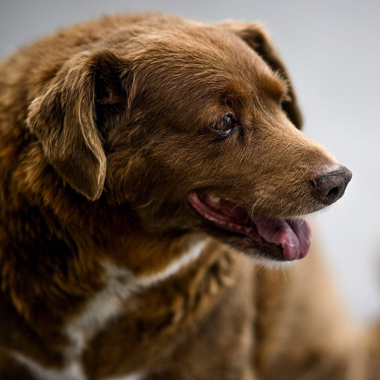 Meet Spike, the world's oldest living dog 