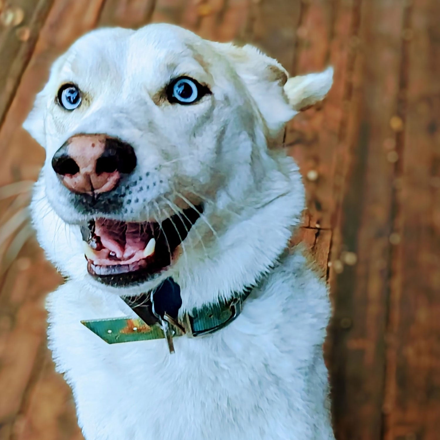 Purrfecting your down dog at cat yoga - WTOP News