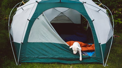 White puppy in a tent, camping.