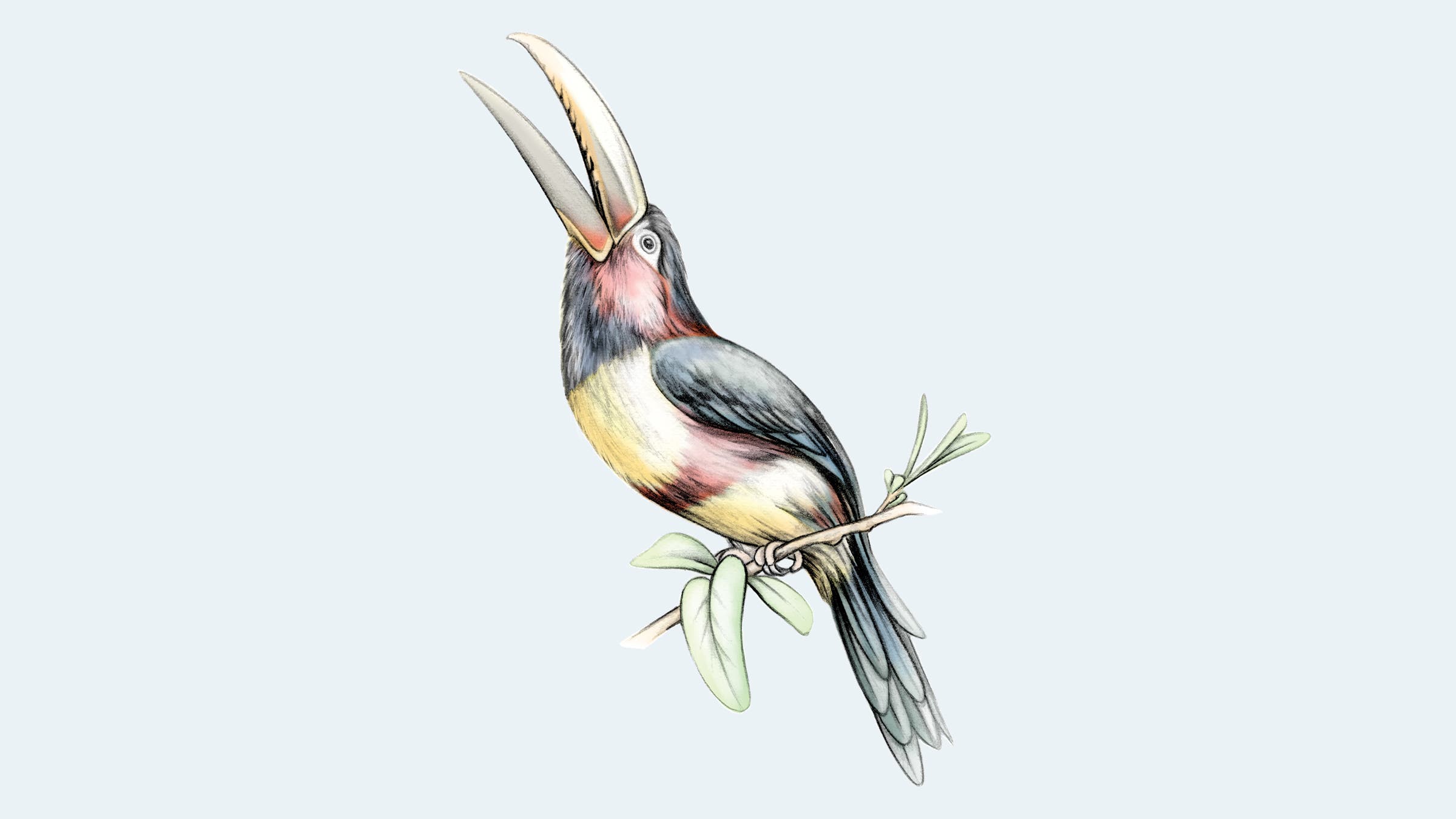 Chestnut-Eared Aracari