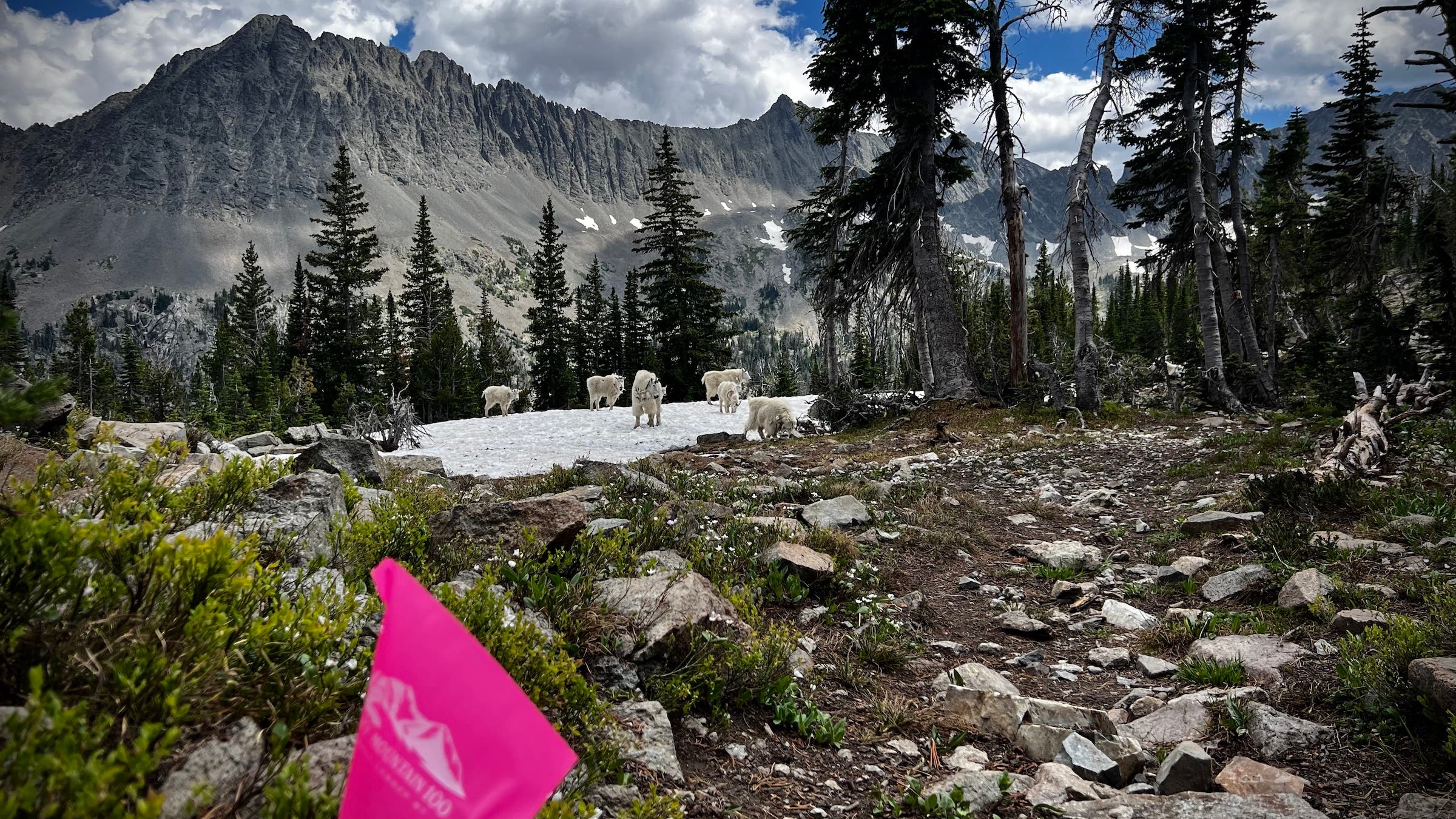 Mountain goats on a patch of snow in front of big mountains in Montana
