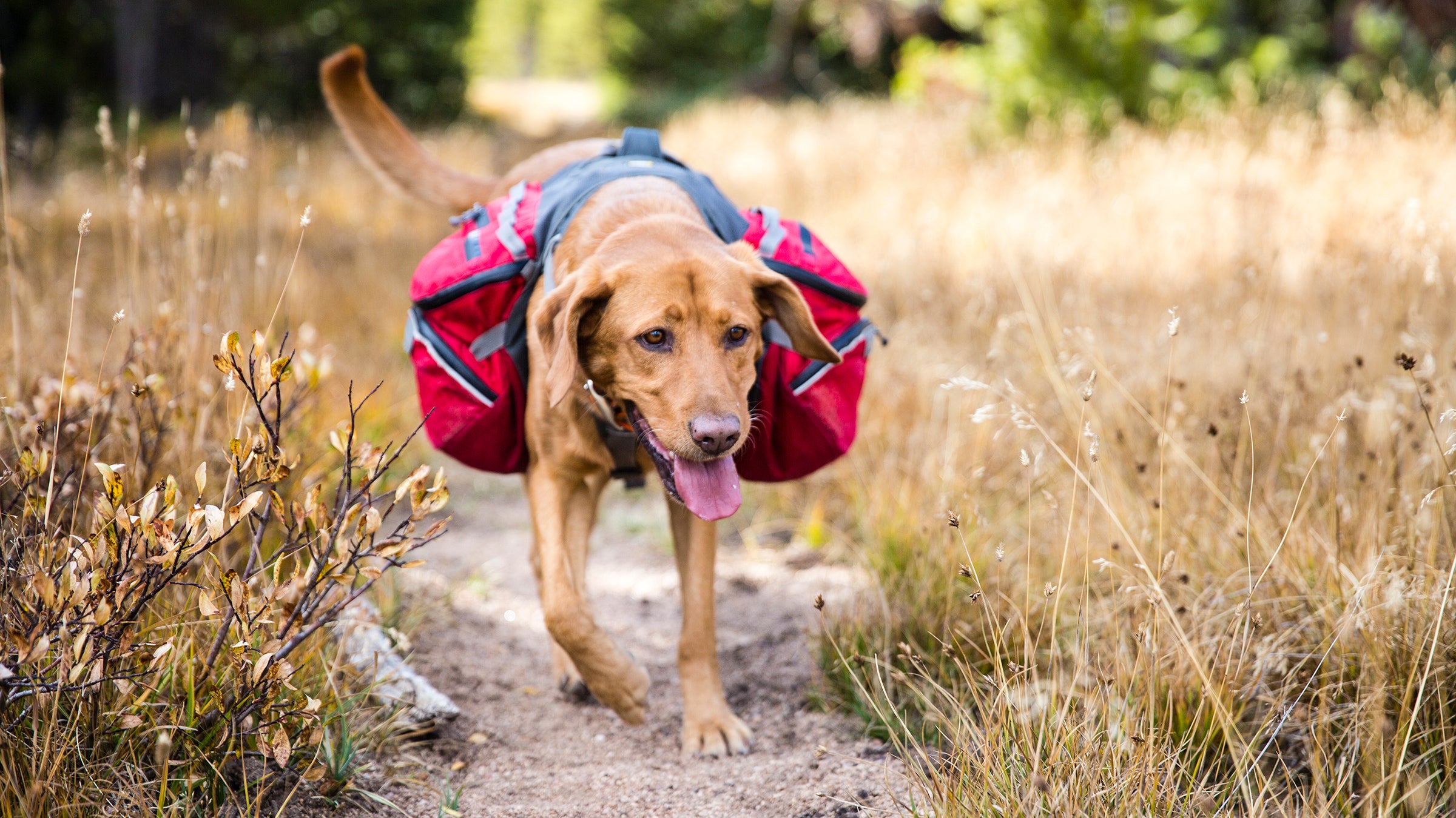 The Best Dog Gear of 2023