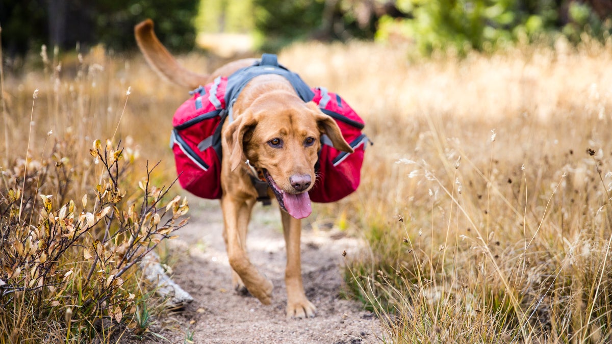 The Best Outdoor Gear for Your Four-Legged Trail Buddies