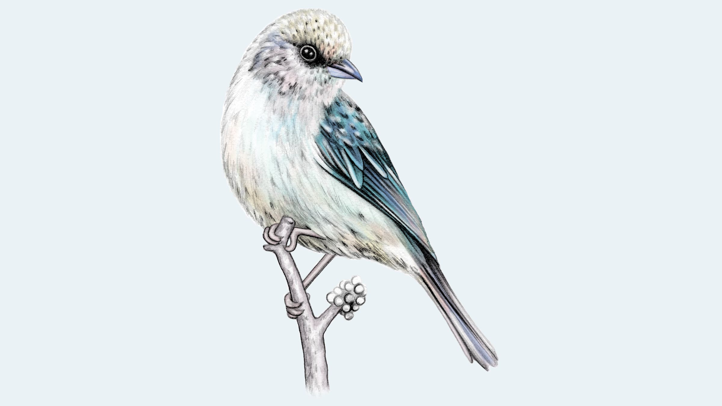 Green-Capped Tanager