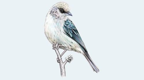 Green-Capped Tanager