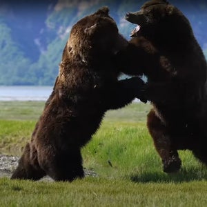 Grizzly Bears Fight in Alaska