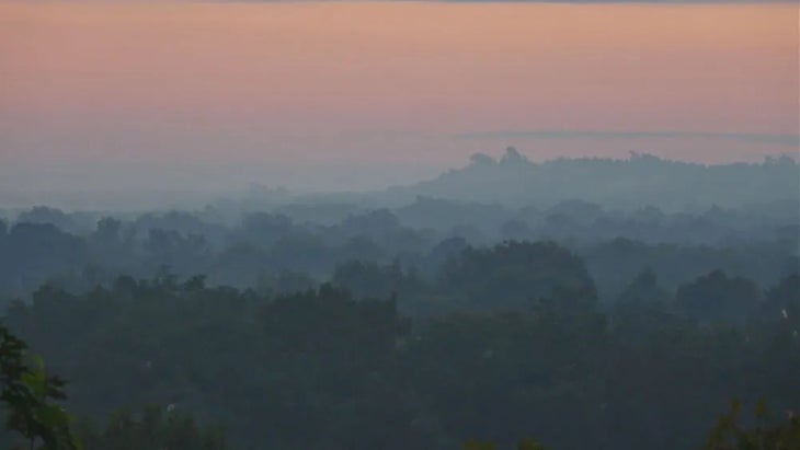 trees swamp sunrise