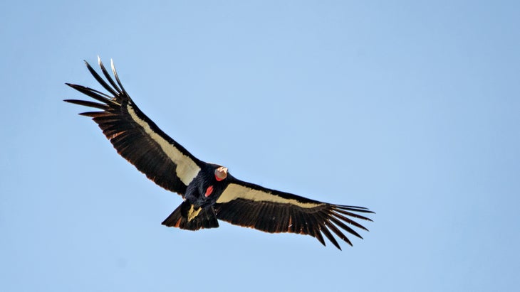 condor california