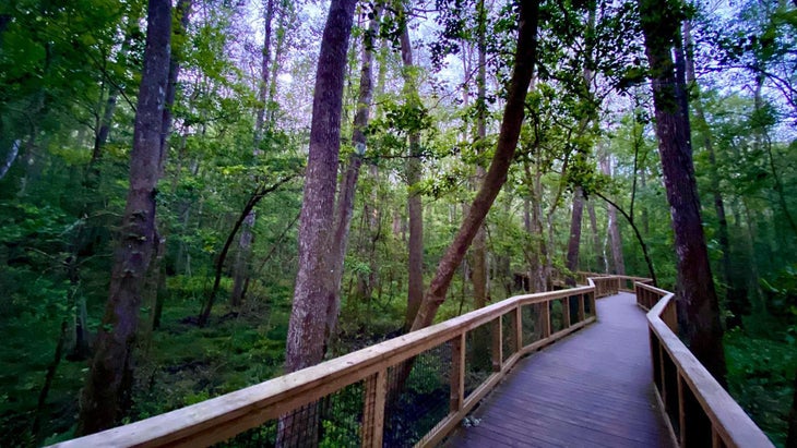 boardwalk congaree national park