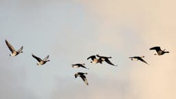 A New Mary Oliver Audiobook Reminds Us to Embrace Life’s Joys, Even in Dark Times