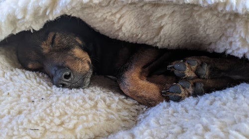 moose sleeping in a bed showing calm dog behavior