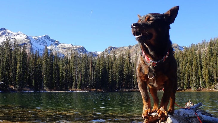 Moose at ease in the backcountry after reactive dog training