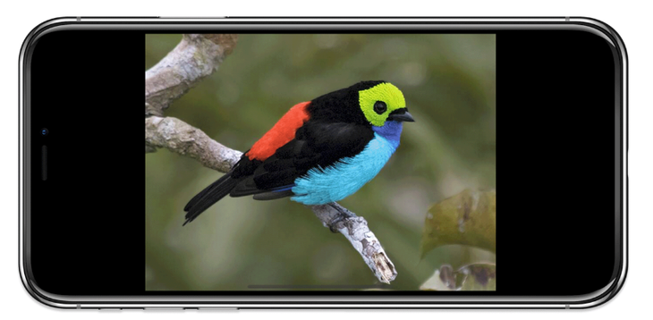 Merlin App