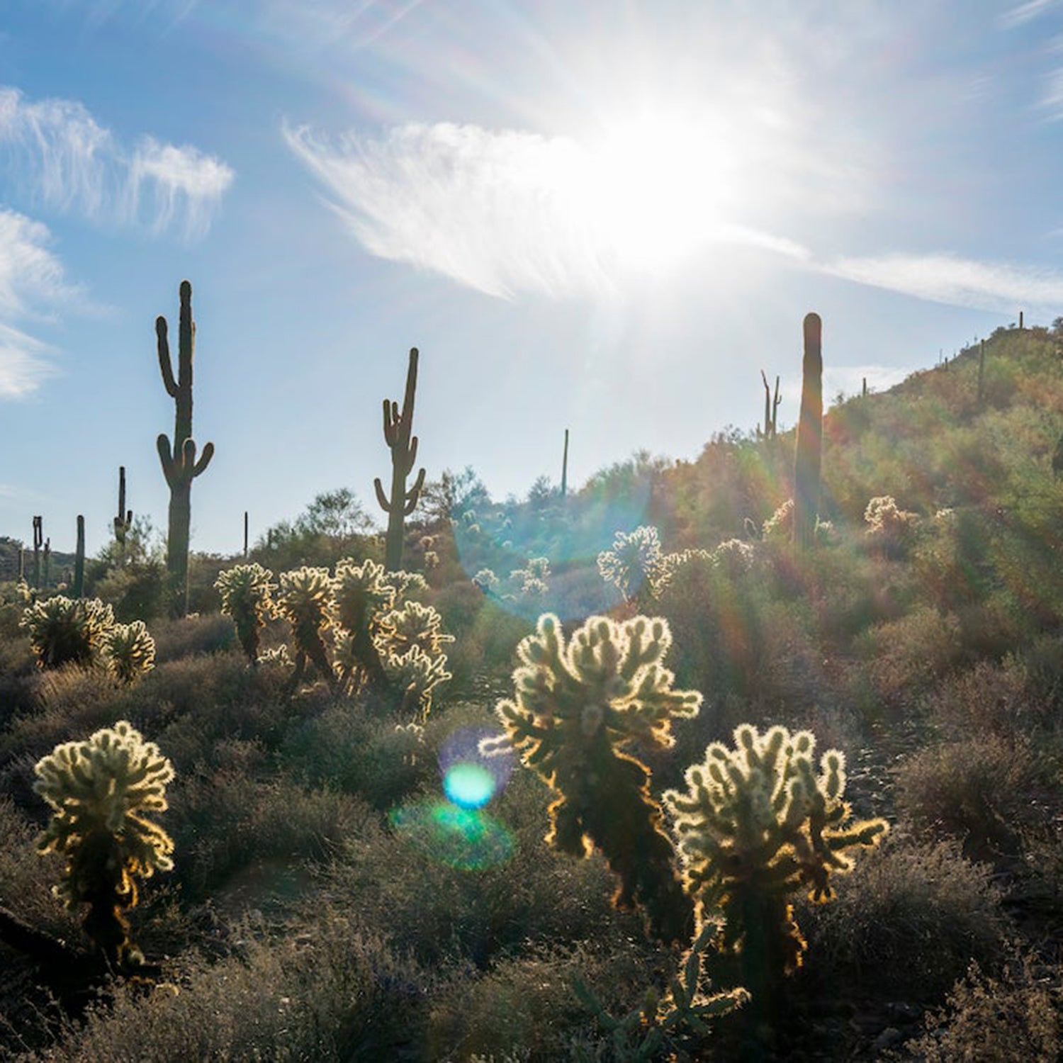 Overton Trail Loop is a 3.5 mile heavily trafficked loop trail located near Cave Creek, of the city of Phoenix Arizona