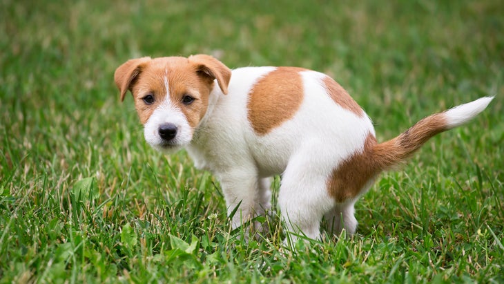 Cute Jack Russell Terrier dog puppy pooping