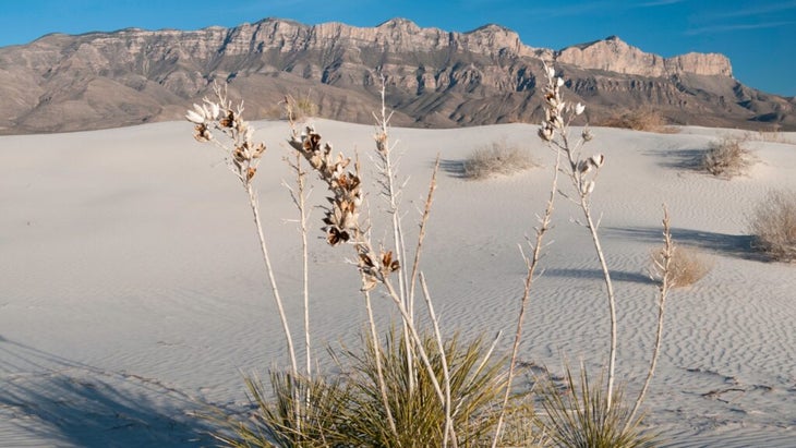 Salt Basin Dunes