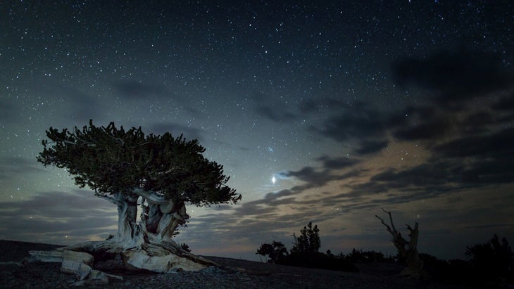 stars above bristlecone pines