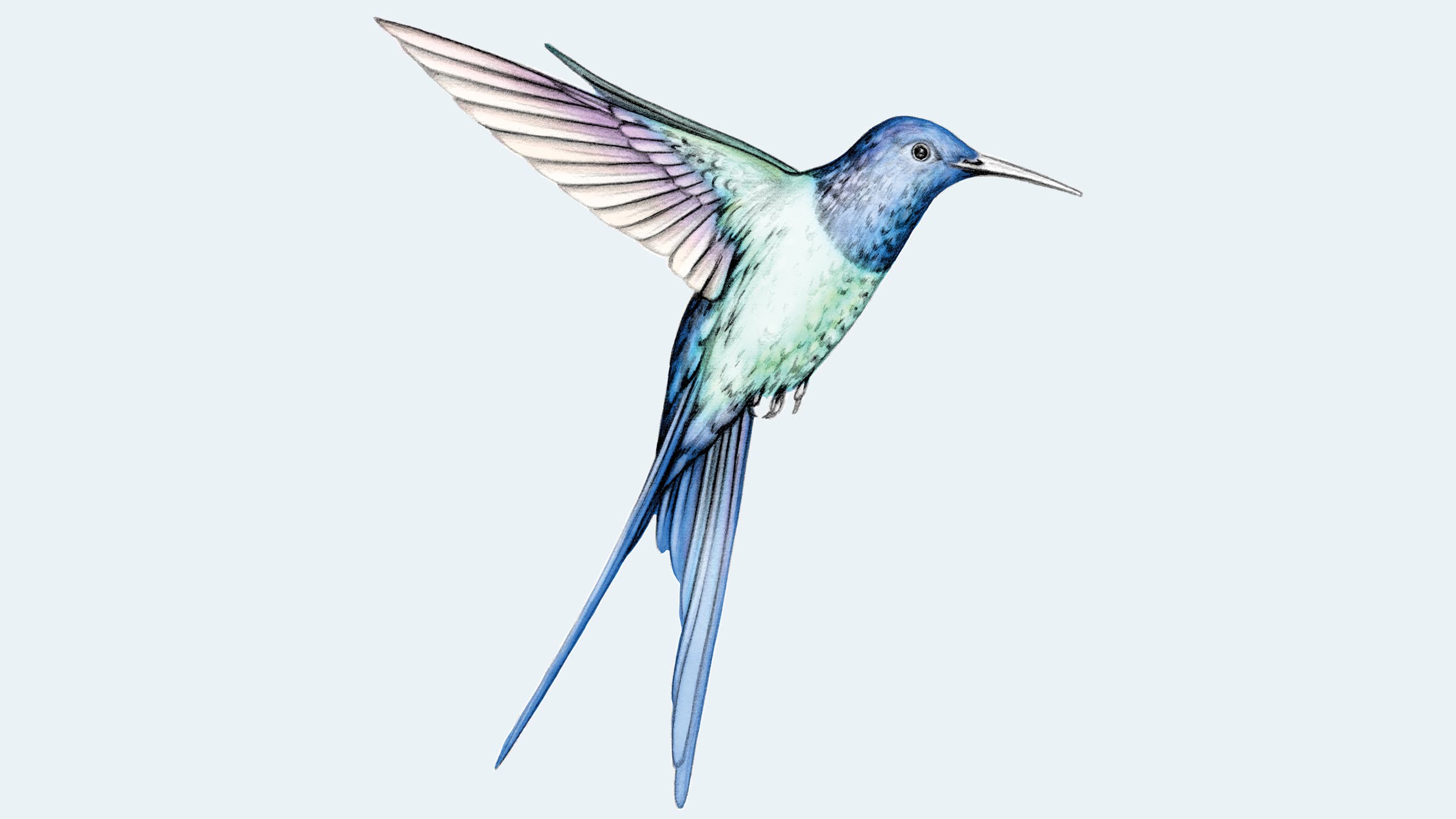Swallow-Tailed Hummingbird
