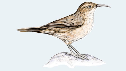 White-Throated Earthcreeper