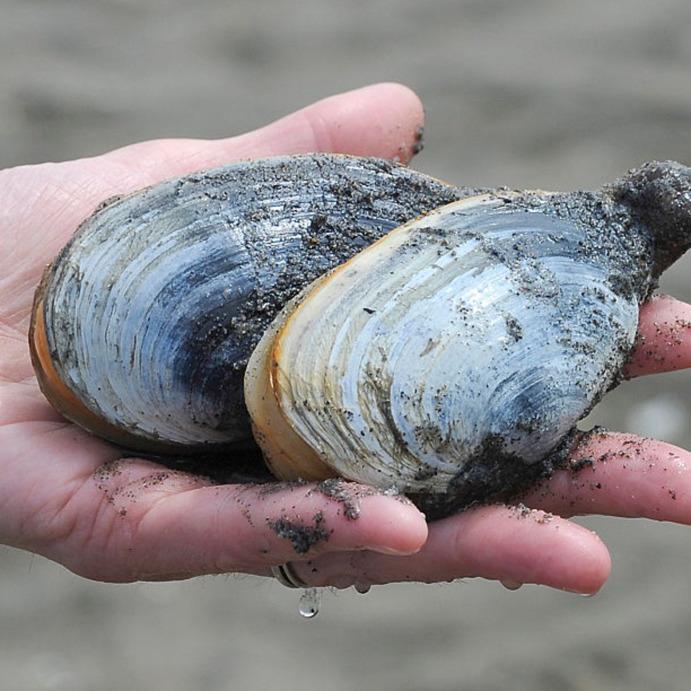 How Long Does It Take For A Clam To Grow Outlet | cumberland.org