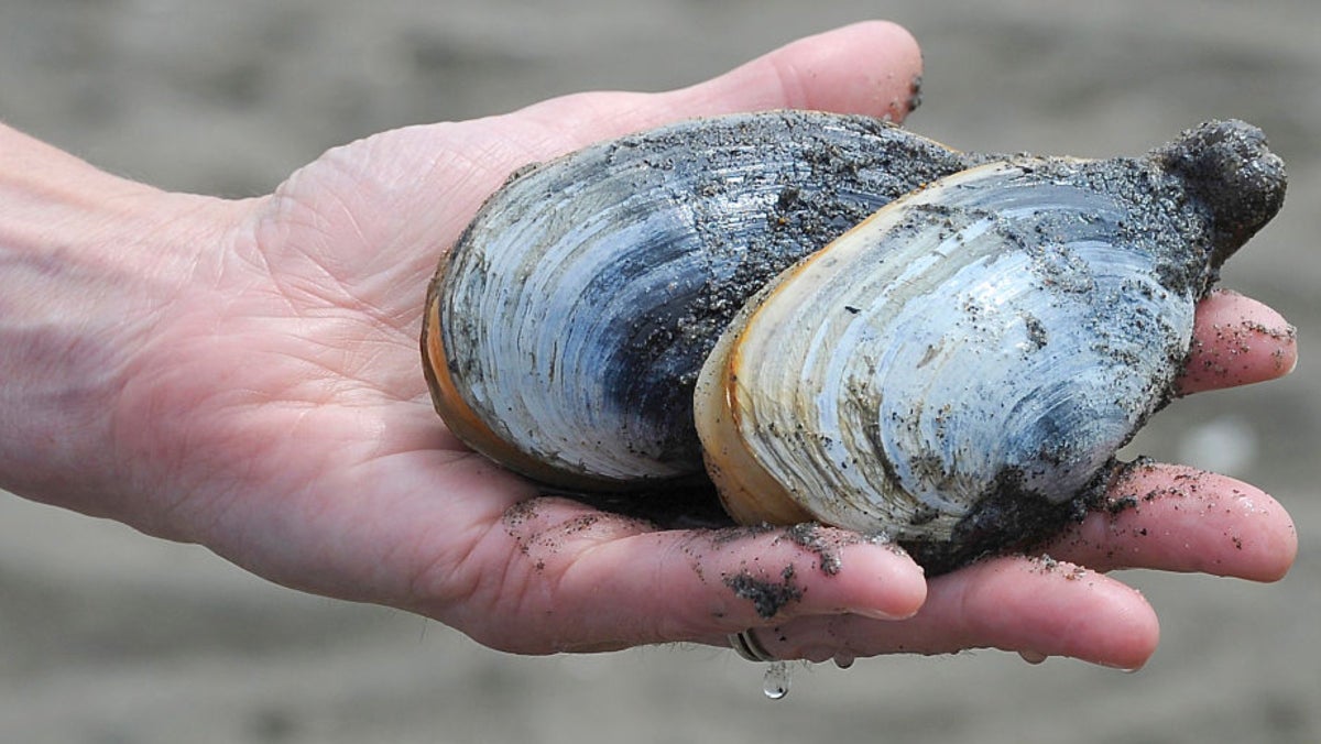 Prioritizing the Humble Clam