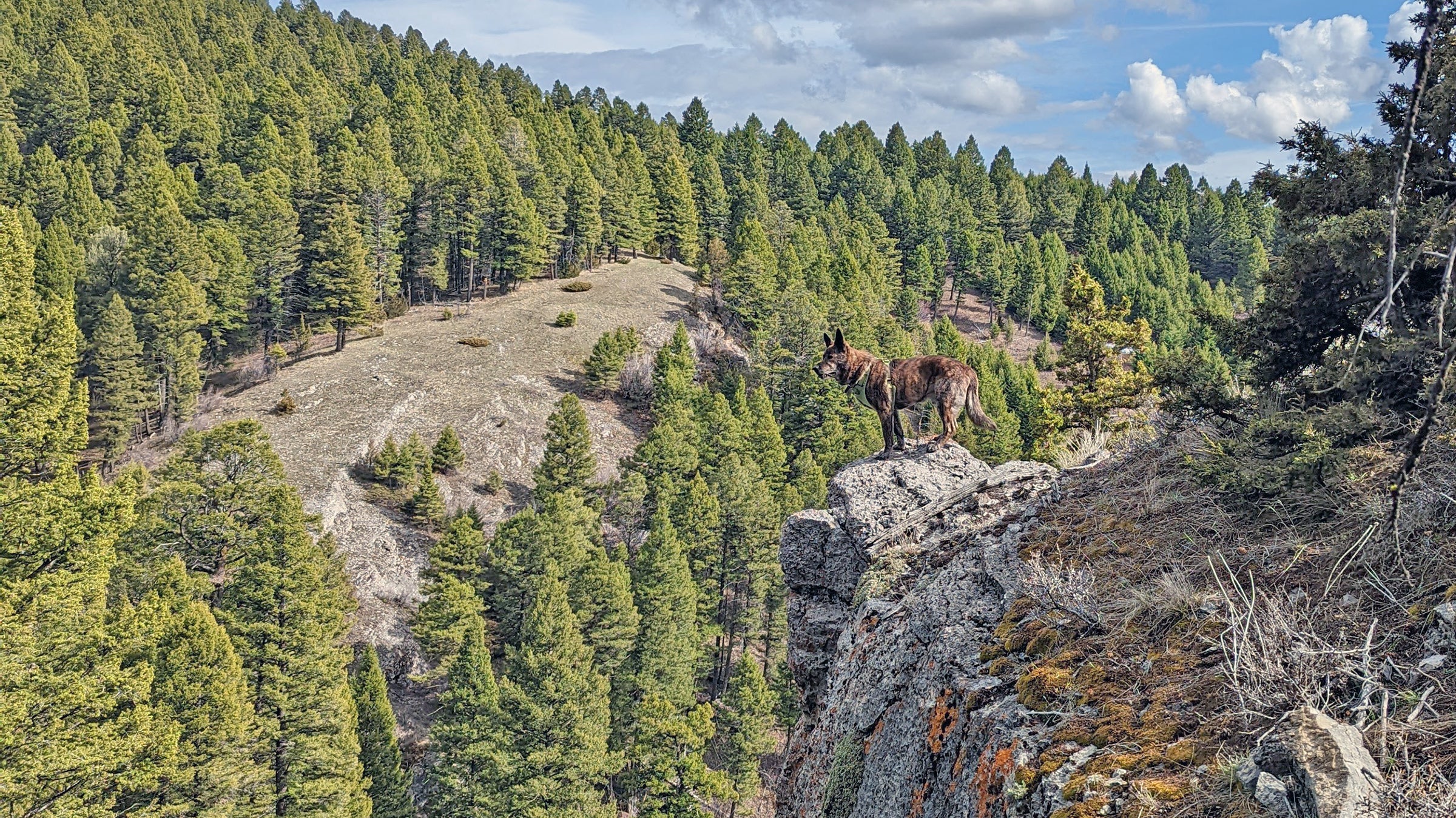 a dog on a rocky overlook in a forest