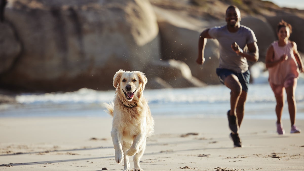 The 11 Most Dog-Friendly Beaches in the U.S.