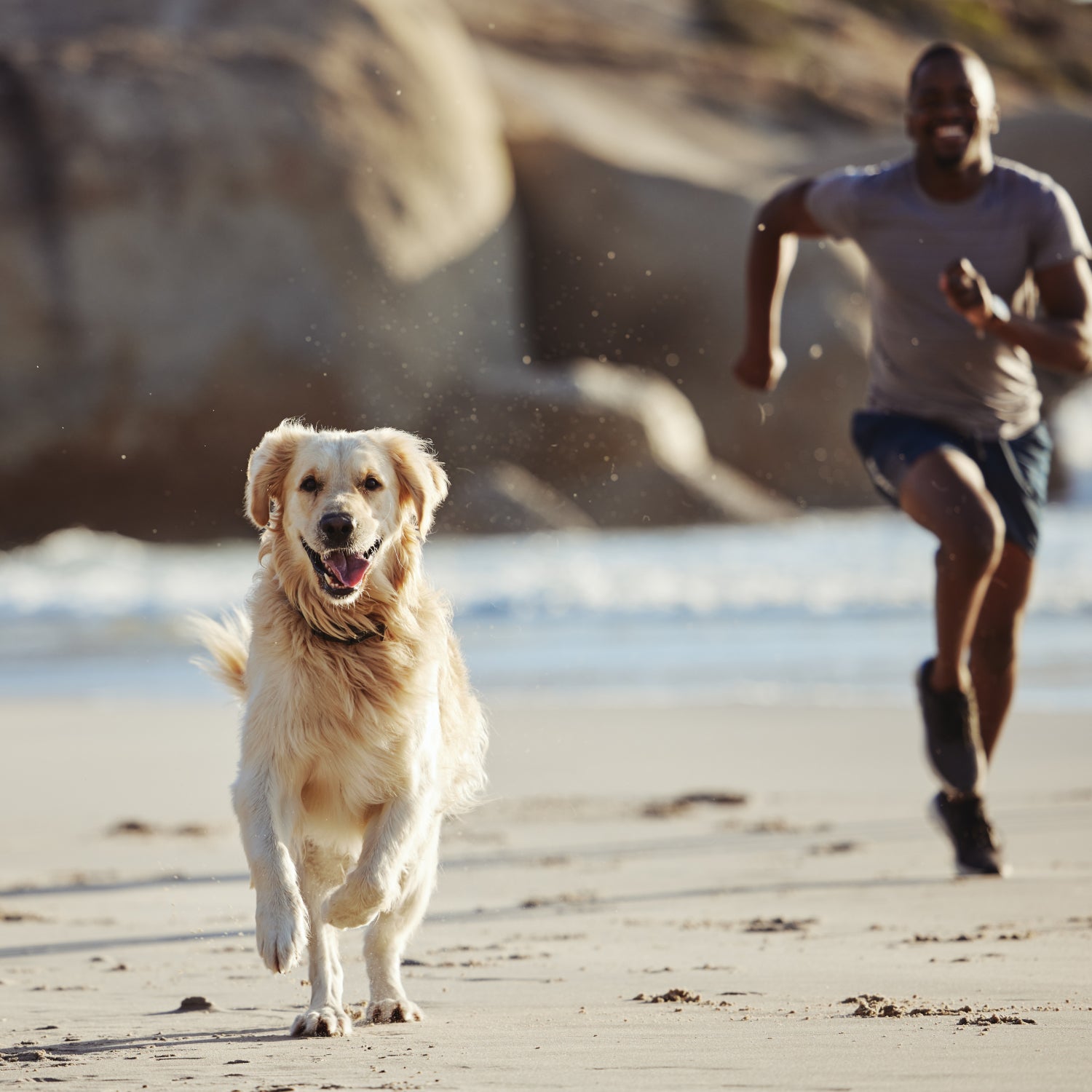 Dog on best sale a beach