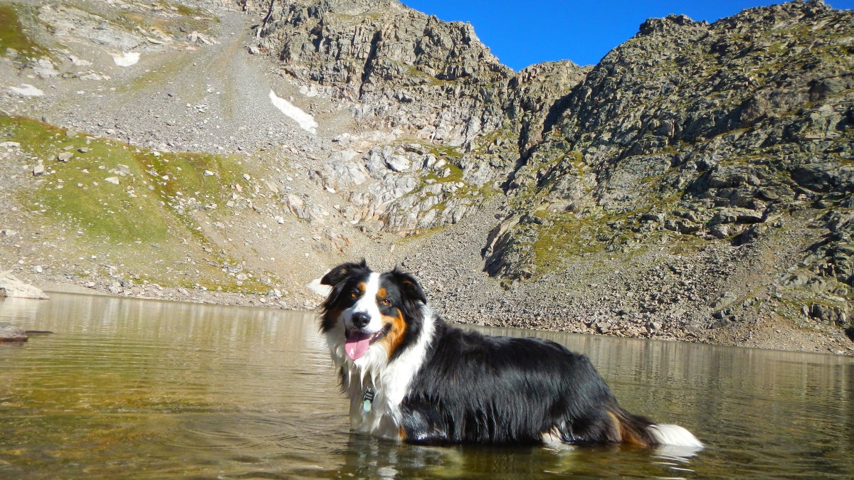 The Ultimate Dog First-Aid Kit