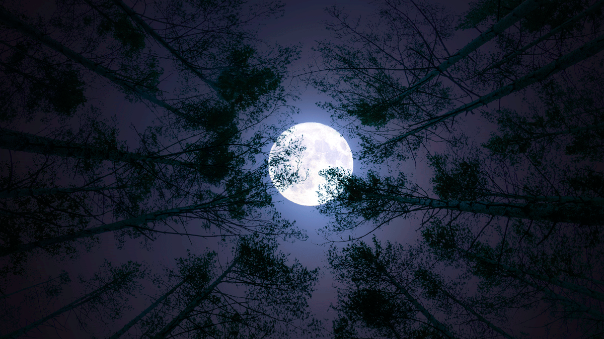 Full moon at night between tree branches as viewed from a moon circle
