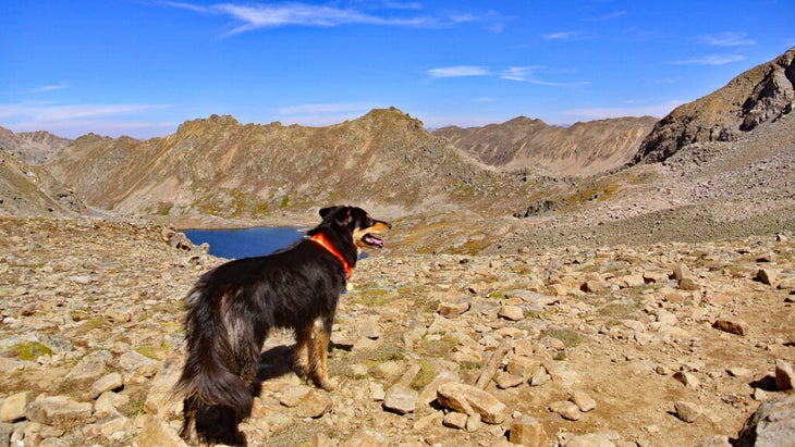 English shepherd on mountain hike