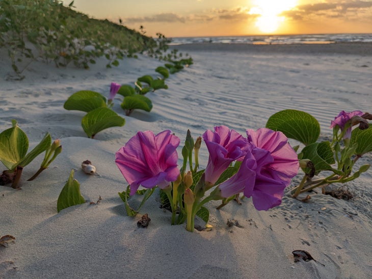 Padres Island National Seashore