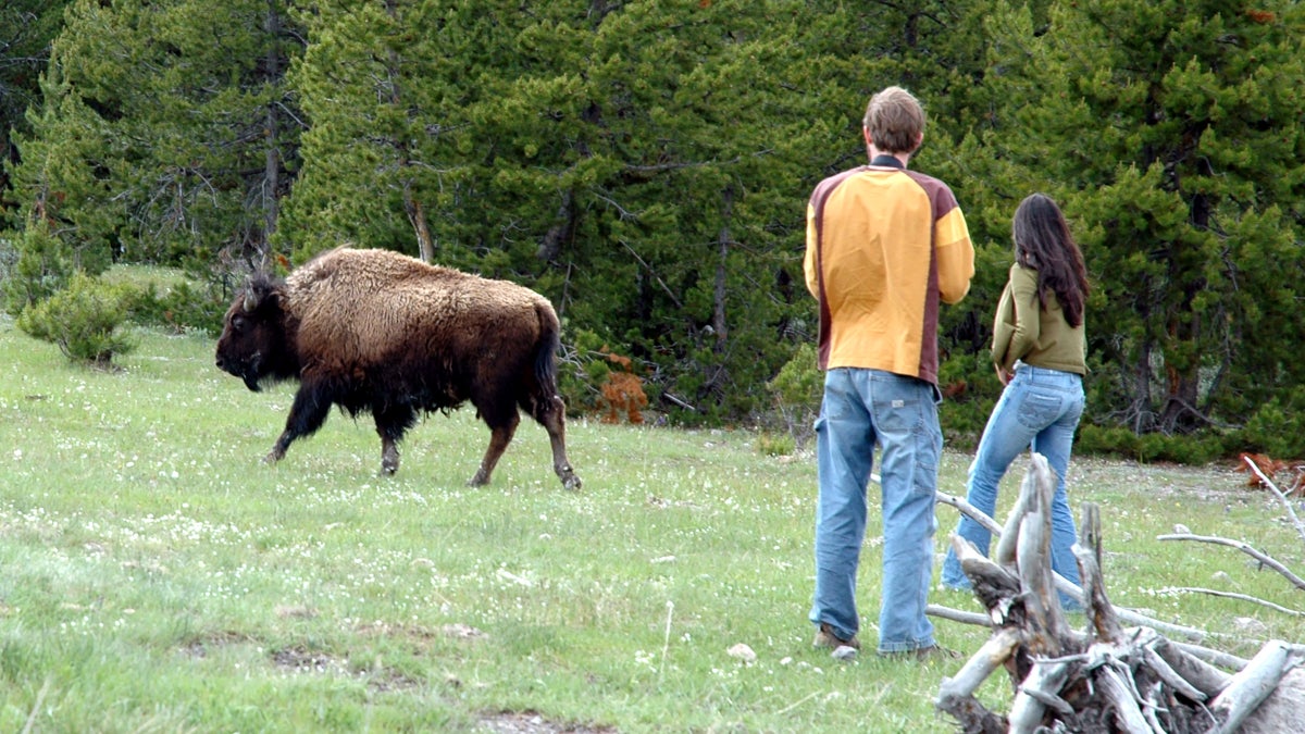 Yellowstone Visitors Keep Doing Dumb Stuff Around Wildlife