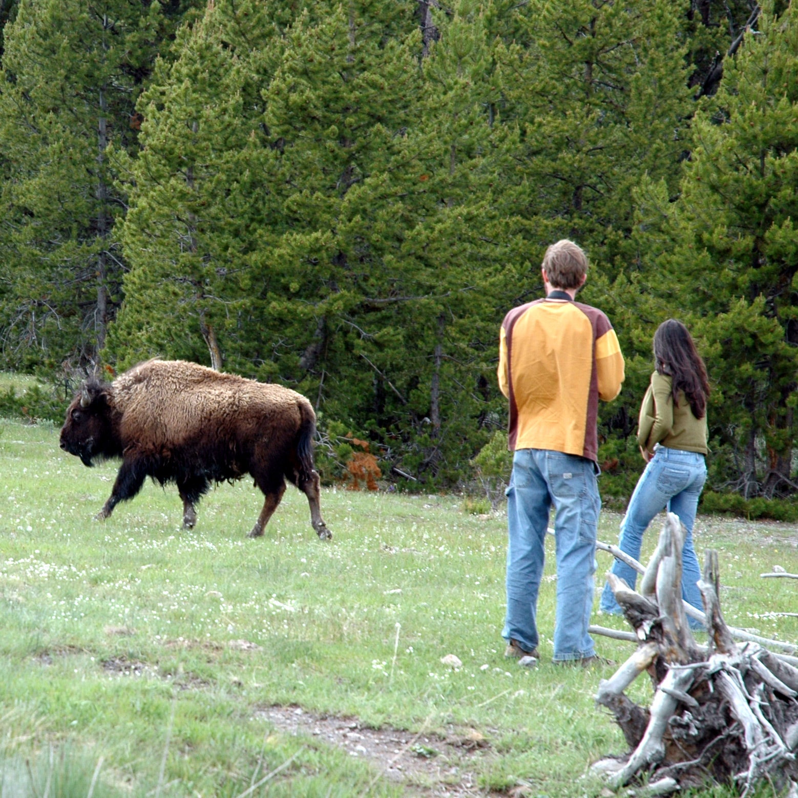 Yellowstone Visitors Keep Doing Dumb Stuff Around Wildlife