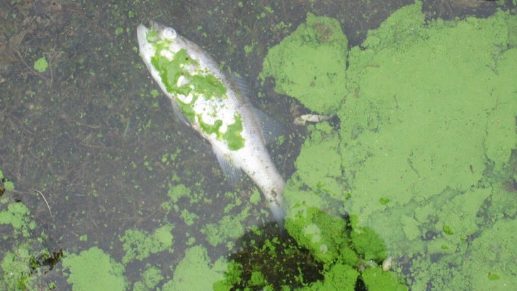 Brown lake water full of green algae. A dead fish is seen floating in the water.
