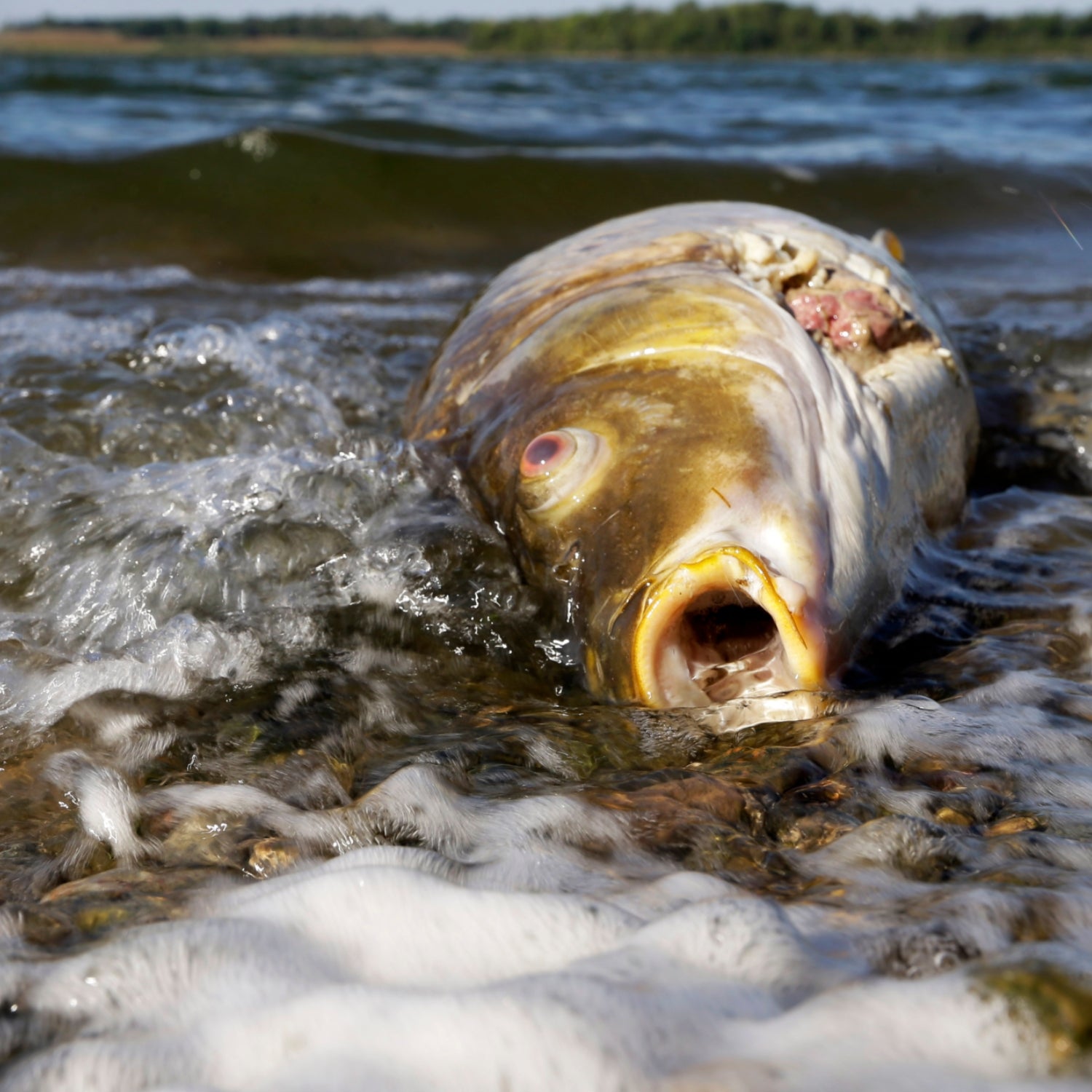 Aquatic Nutrition Giant Fish Grower