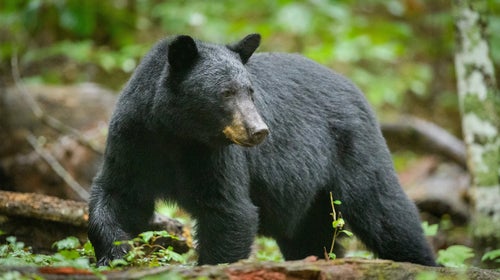 black bear in undergrowth
