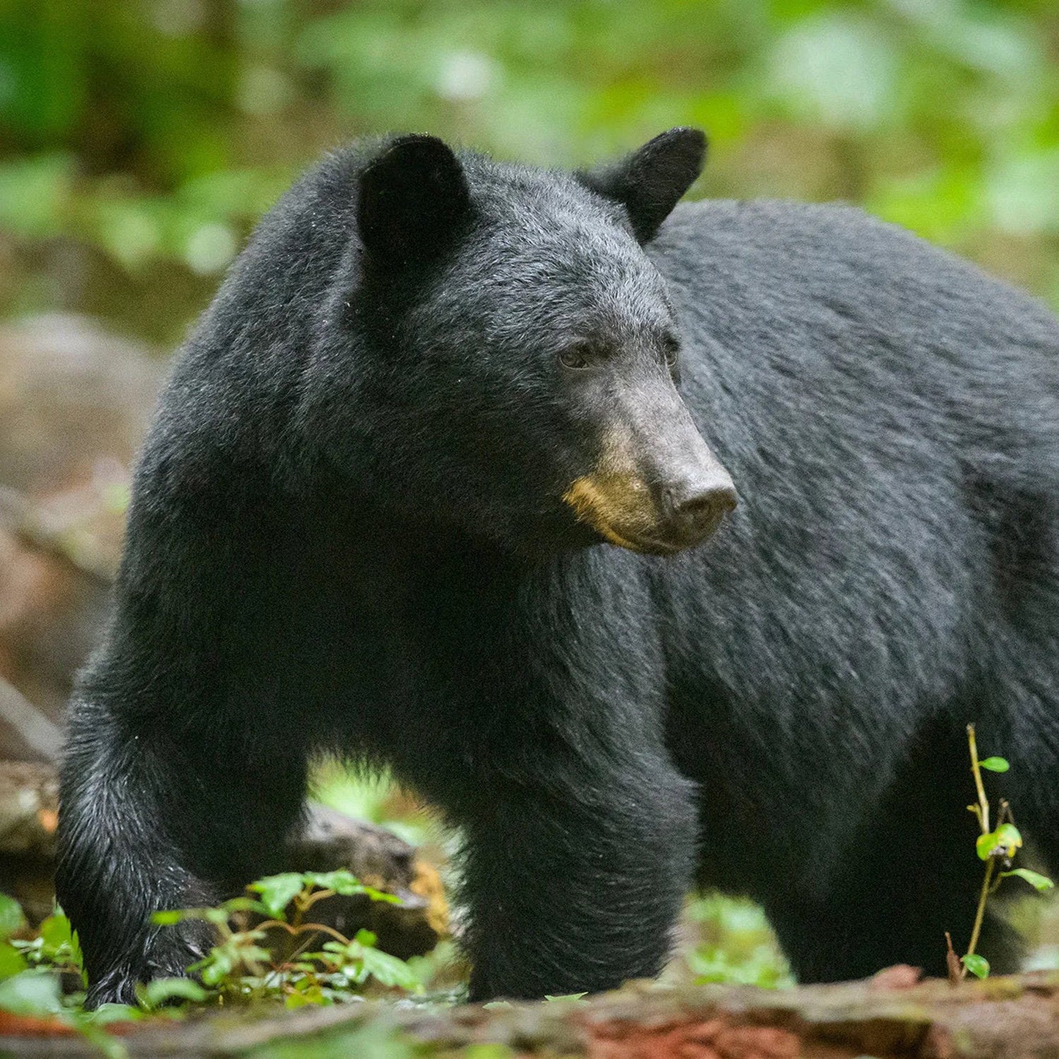 rangers-warn-hikers-after-a-bear-kills-a-dog-in-north-carolina