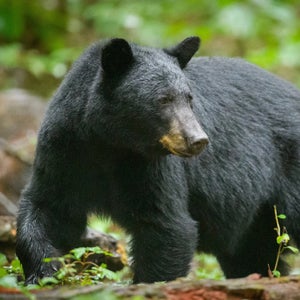 black bear in undergrowth