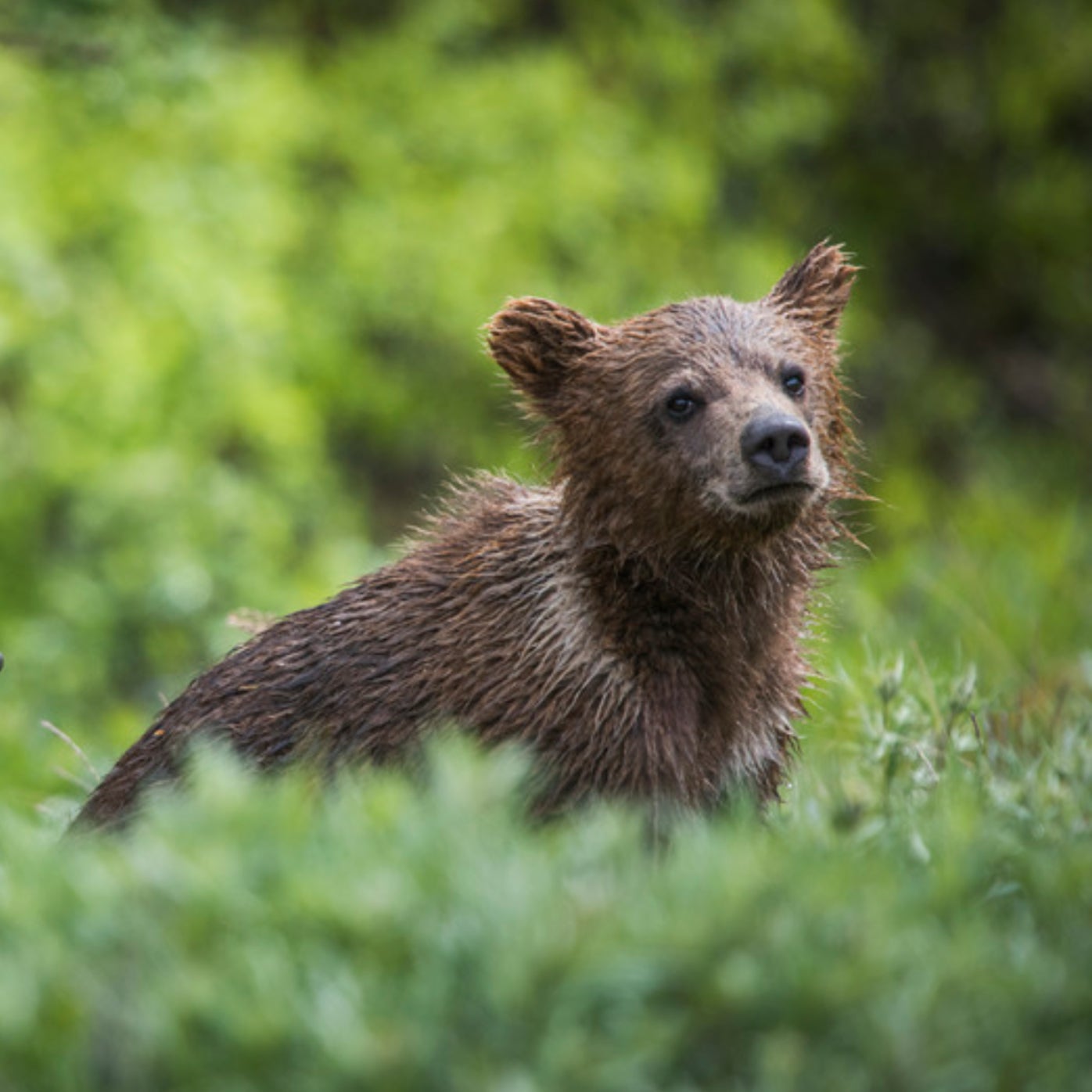 Grizzly Bear Cub Killed in Crash North of Yellowstone National Park
