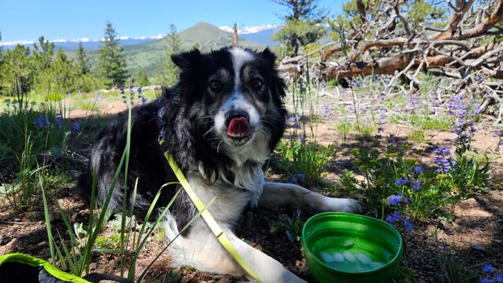 dog drinking cold water