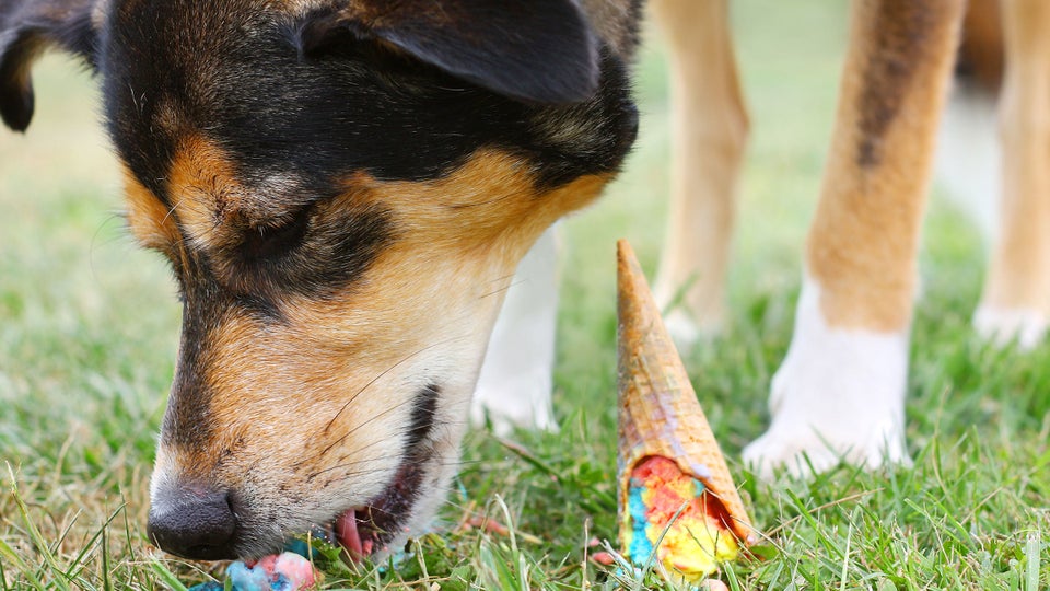 How to Train Your Dog That Eats Everything Outside Online