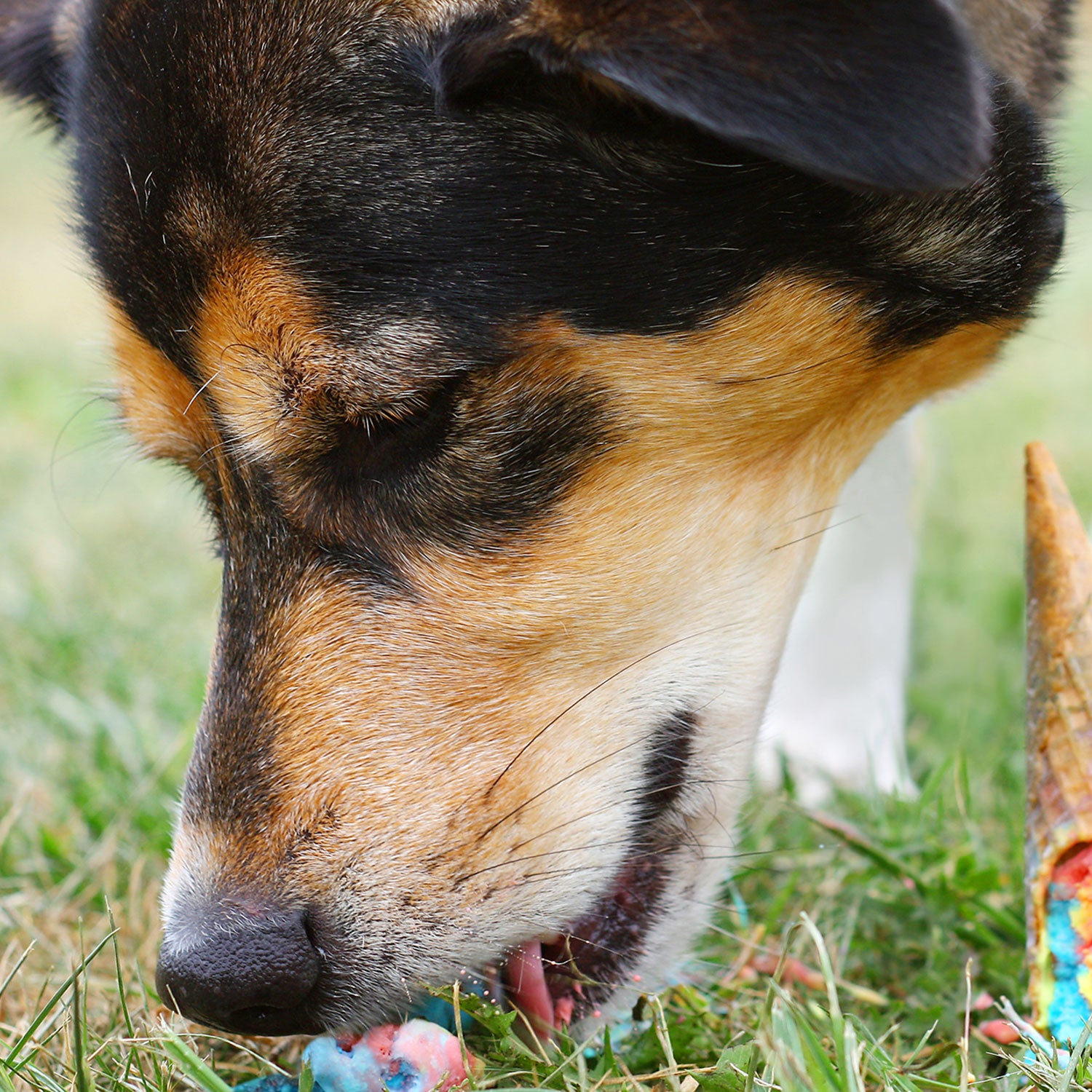 what parasited will a dog get from eating deer crap