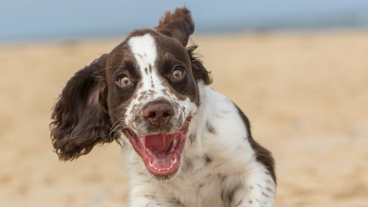 The 11 Most Dog-Friendly Beaches in the U.S.