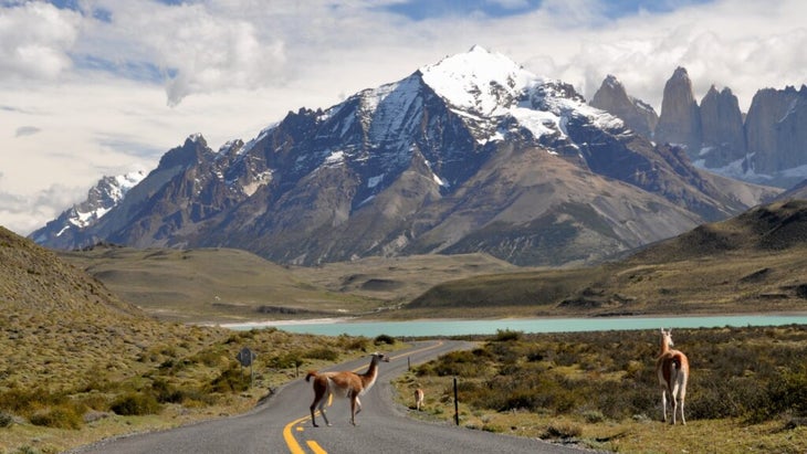 A guanaco crosses the road not far from Laguna Amara